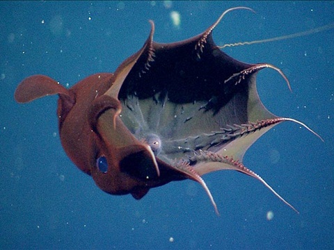 Nó[-]cũng[-]là[-]thành[-]viên[-]duy[-]nhất[-]của[-]họ[-]cephalopod,[-]mang[-]cả[-]đặc[-]tính[-]của[-]mực[-]lẫn[-]bạch[-]tuộc,[-]còn[-]sống[-]sót.